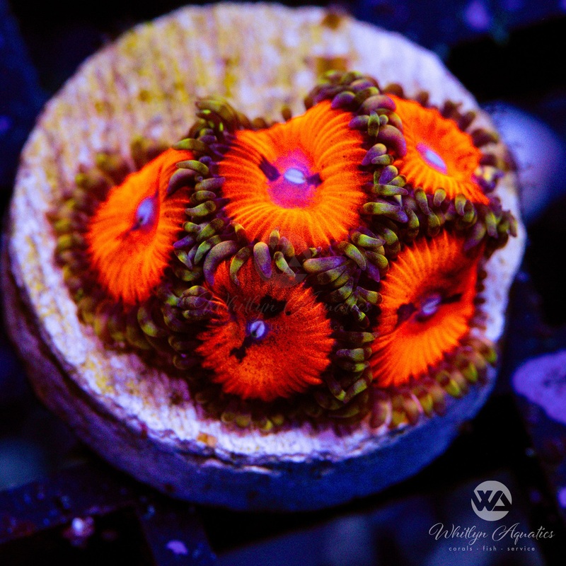 Bloodsucker Zoanthid (Aquacultured)