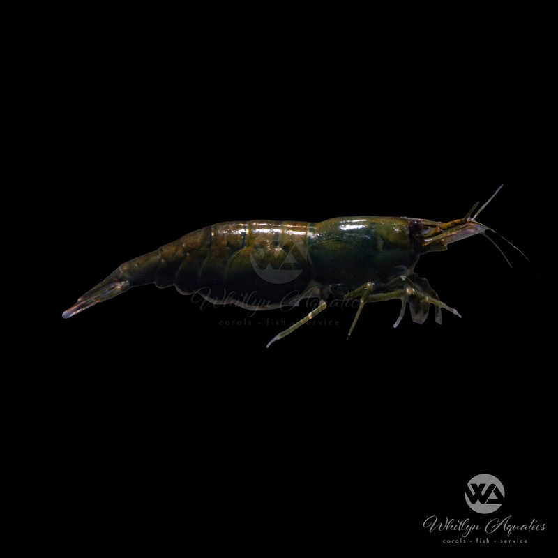 Dark Green Shrimp - Neocaridina sp.