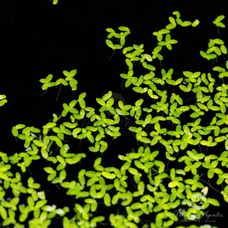 Duckweed