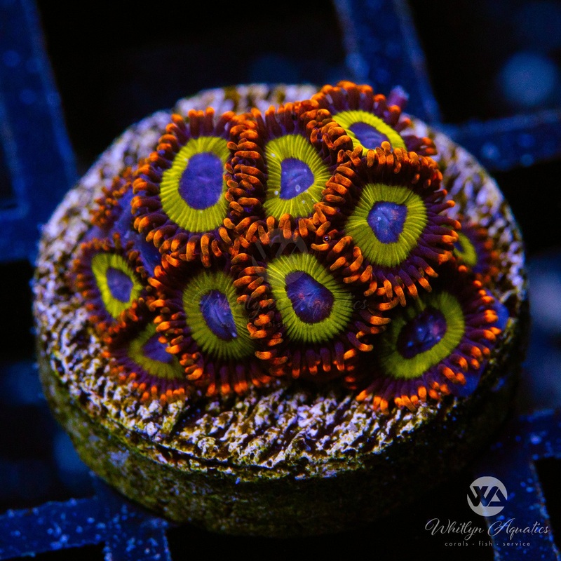 Fruit Loops Zoanthid (Aquacultured)