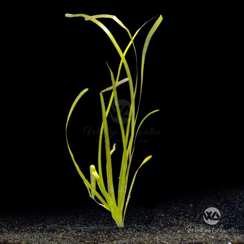 Jungle Val - Vallisneria americana
