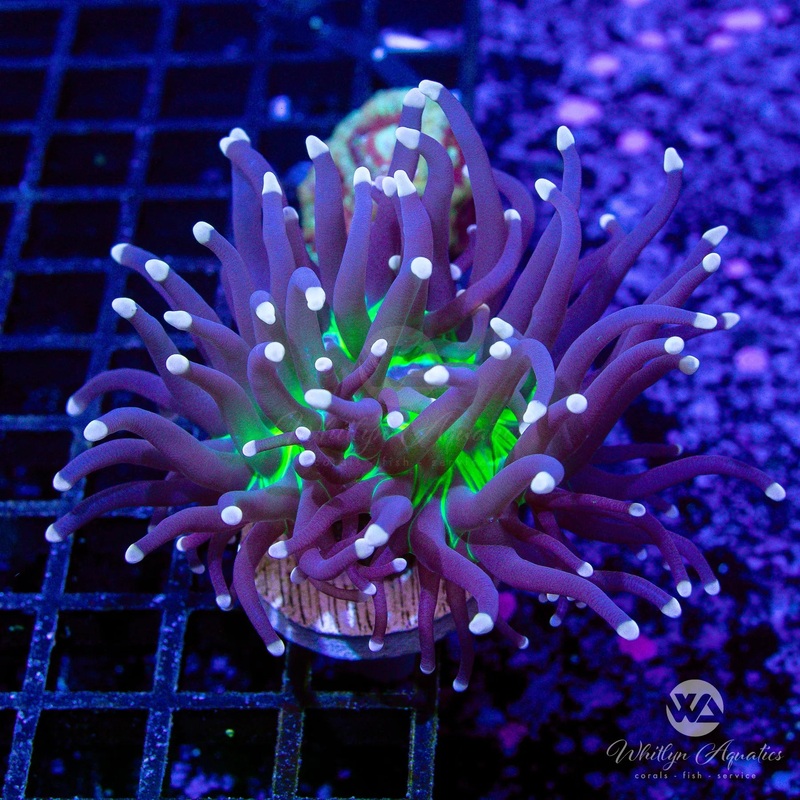 Malaysian Miami Torch