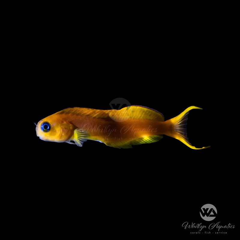 Midas Blenny - Ecsenius midas