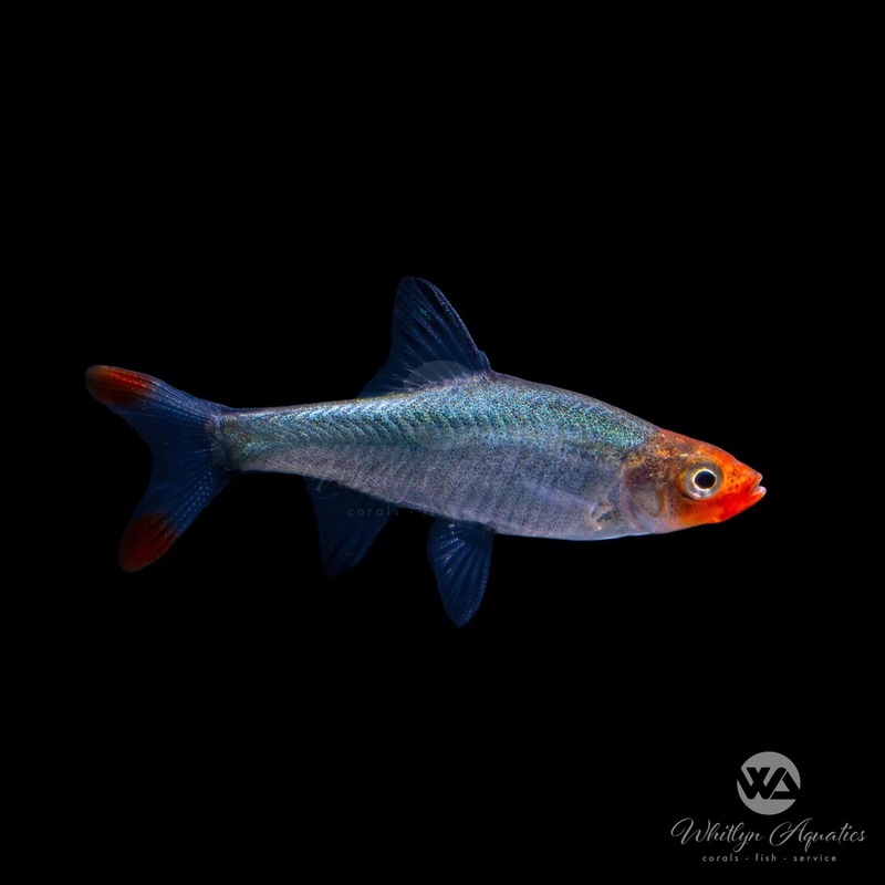 Naked Micro Rasbora - Sawbwa resplendens