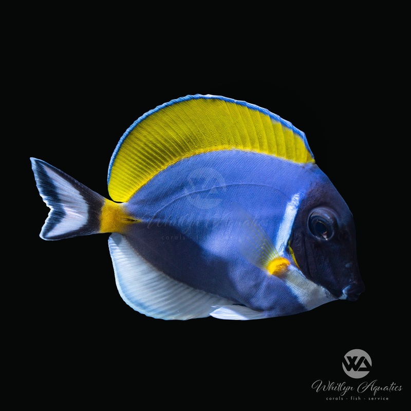 Powder Blue Tang - Acanthurus leucosternon
