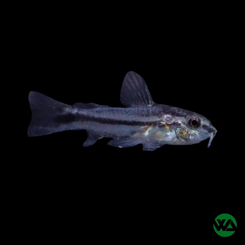 Pygmy Cory - Corydoras pygmaeus