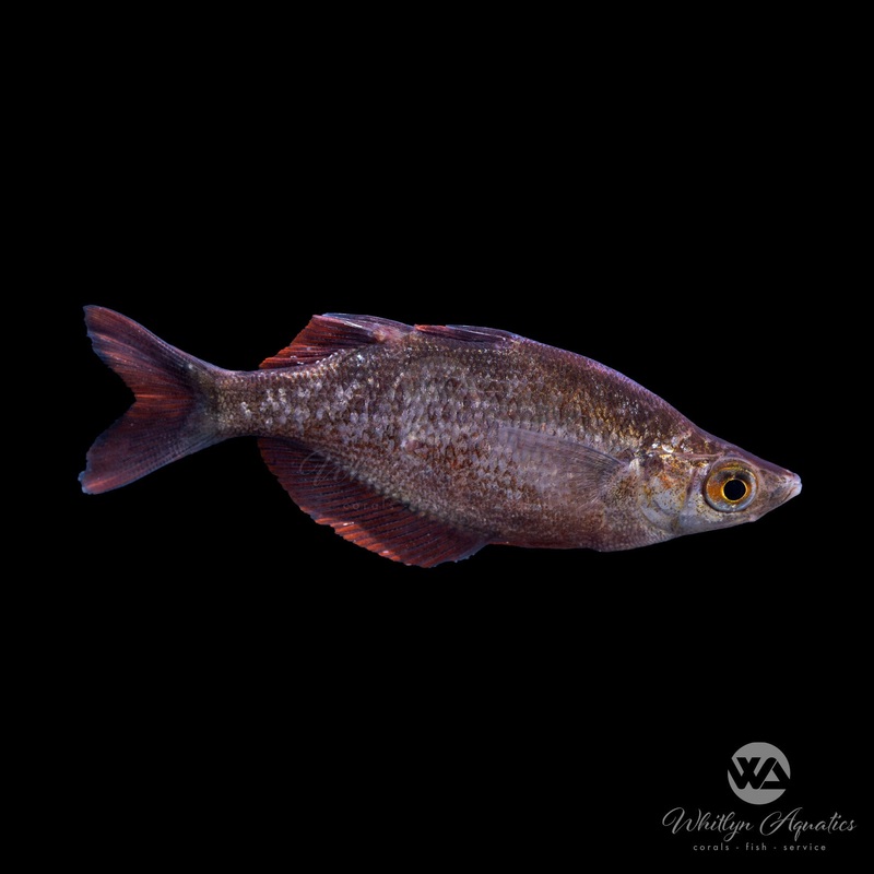 Red Rainbow - Glossolepis incisus