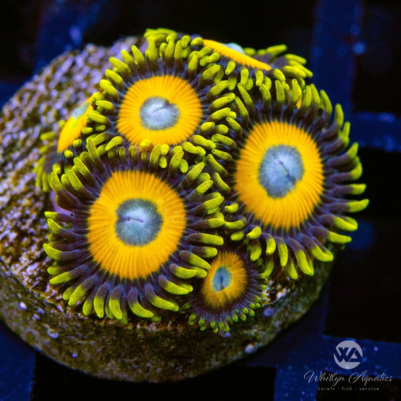 Scrambled Eggs Zoanthid (Aquacultured)