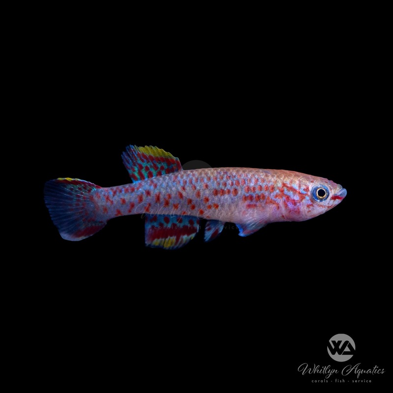 Steel Blue Killi - Fundulopanchax gardneri
