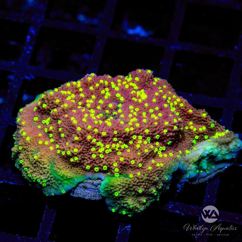 WA Burnt Banana Montipora