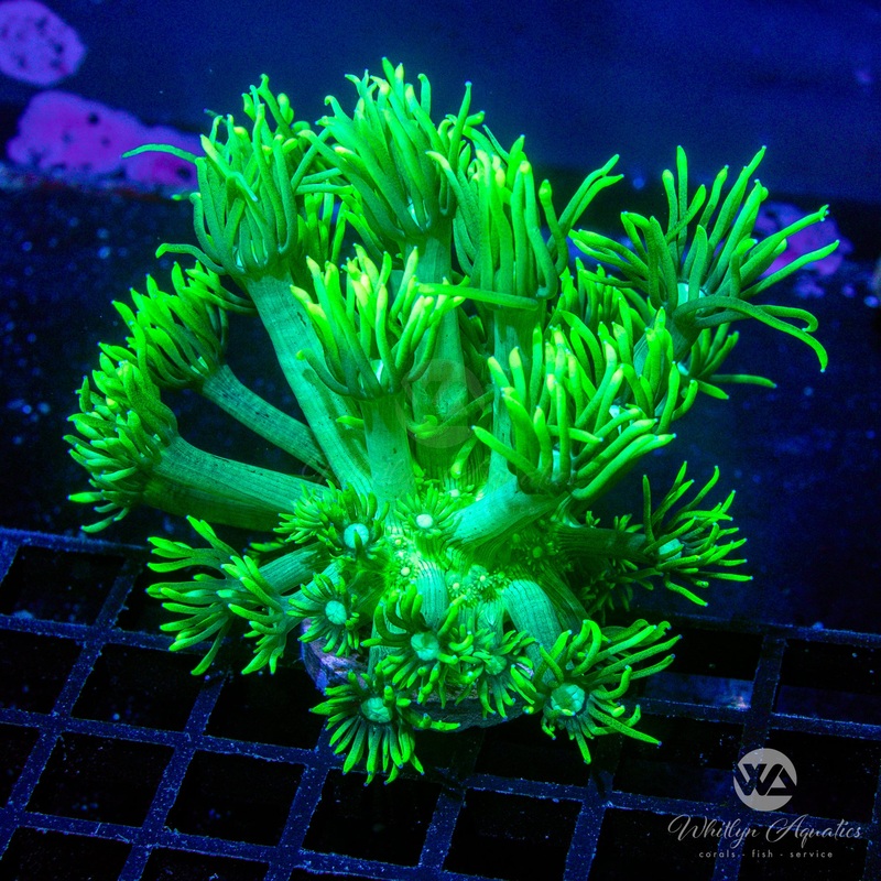 WA Glowstick Goniopora (Aquacultured)