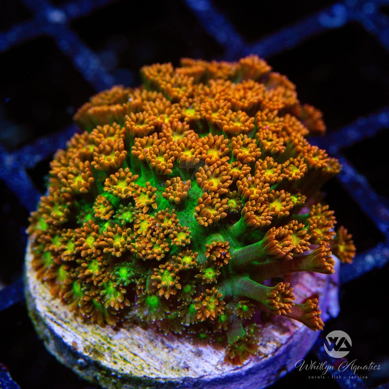 WA Orange Crush Bernardpora (Aquacultured)