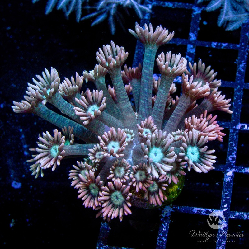 WA Peachy Keen Goniopora