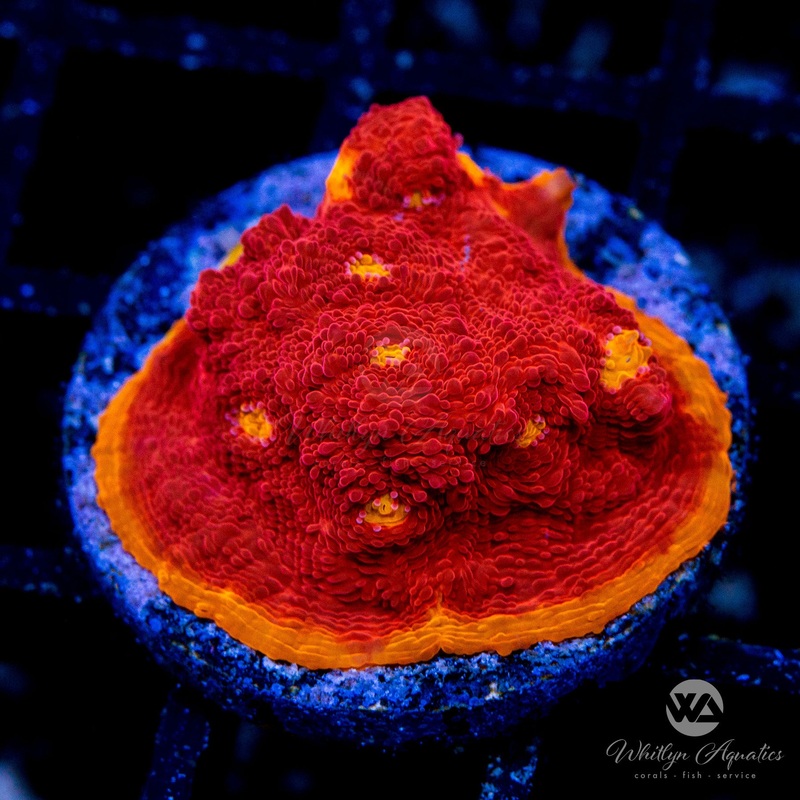 WA Scarlet Letter Chalice
