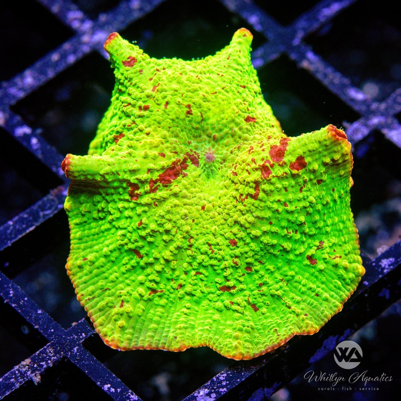 We Be Jammin' Eclectus Jawbreaker Mushroom