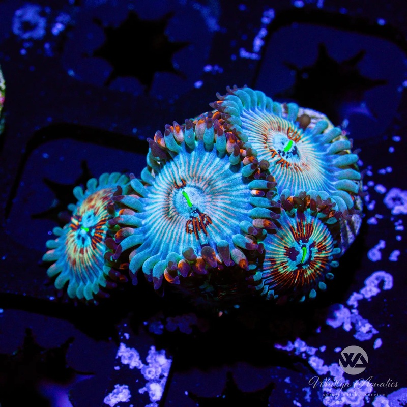 White Zombie Zoa (Aquacultured)