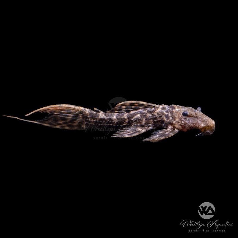Yellow Titanic Pleco - L273 Pseudacanthicus sp.
