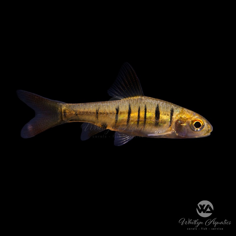 African Banded Barb - Enteromius fasciolatus