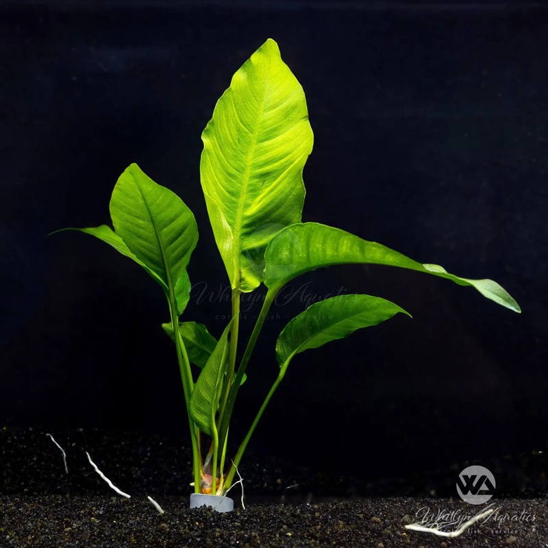 Anubias heterophylla