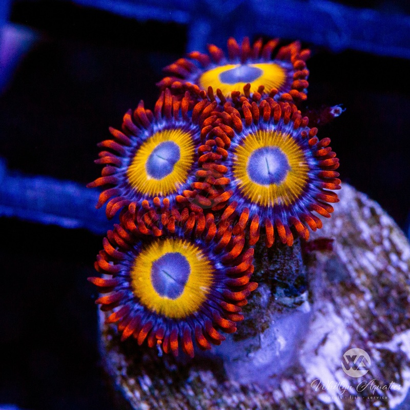 BEBB Blondie Zoa (Aquacultured)