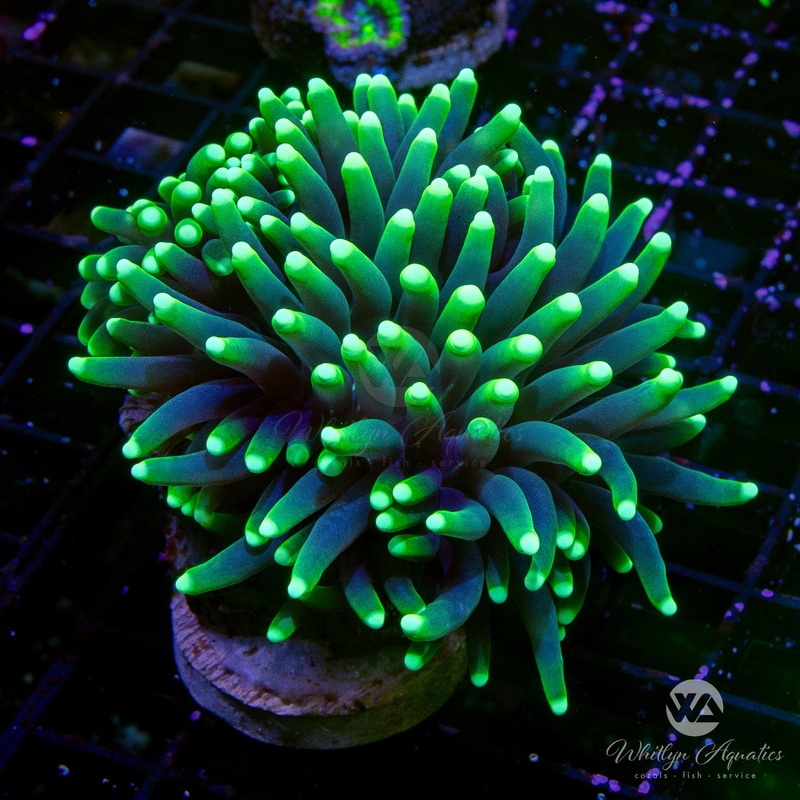 Blacklight Torch