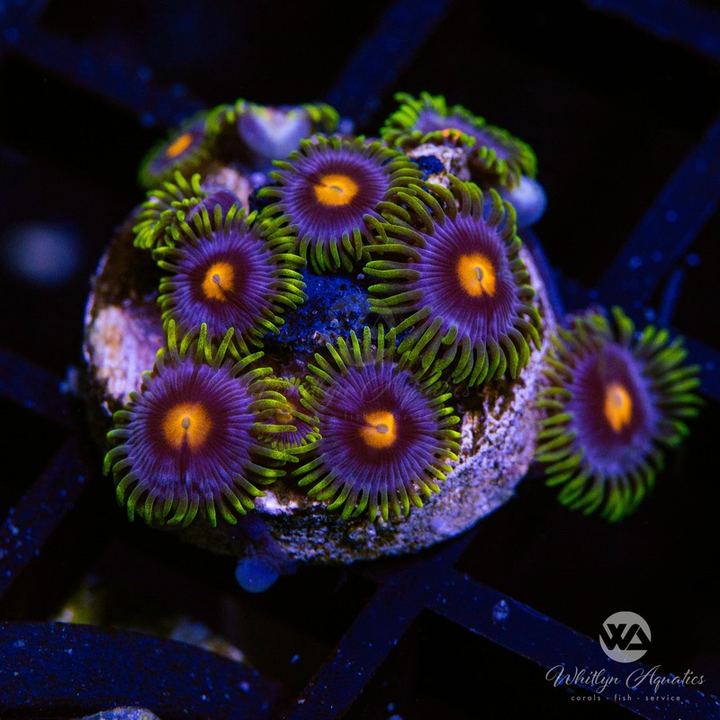 Blow pop Zoanthid (Aquacultured)
