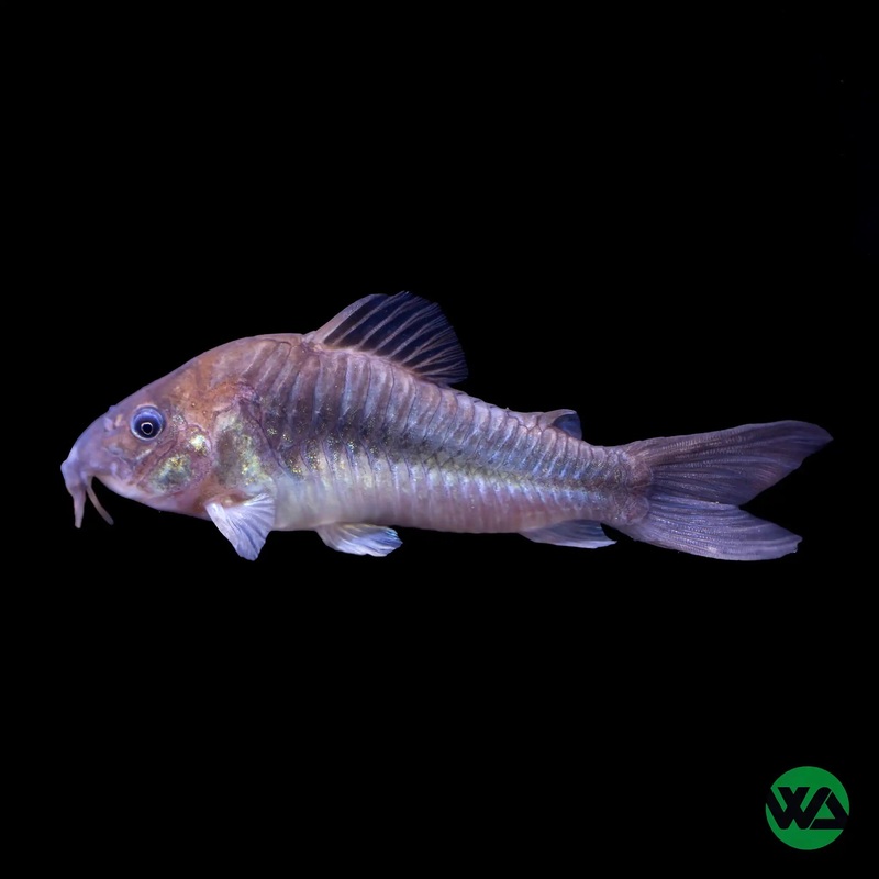 Bronze Cory - Corydoras aeneus