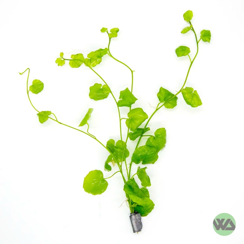 Cardamine Lyrata