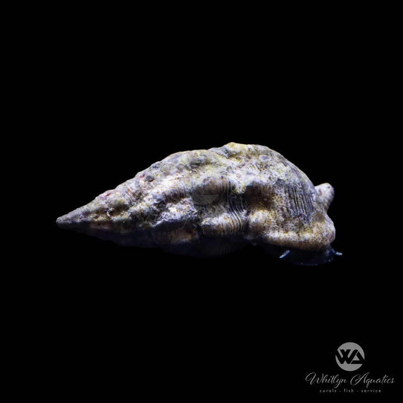 Cerith Snail - Cerithium sp.