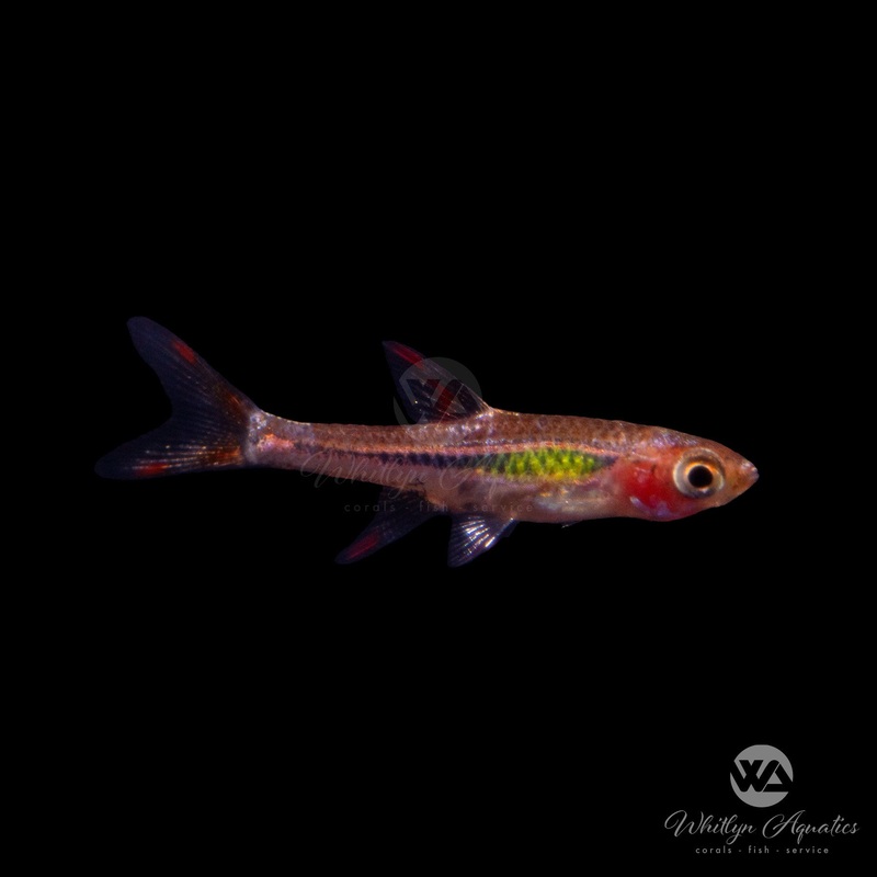 Chili "Mosquito" Rasbora - Boraras brigittae