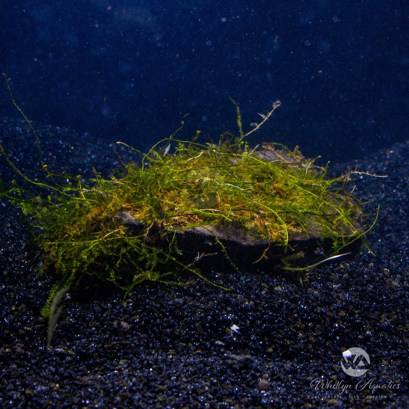 Christmas Moss (Vesicularia) on pterocapus wood 5
