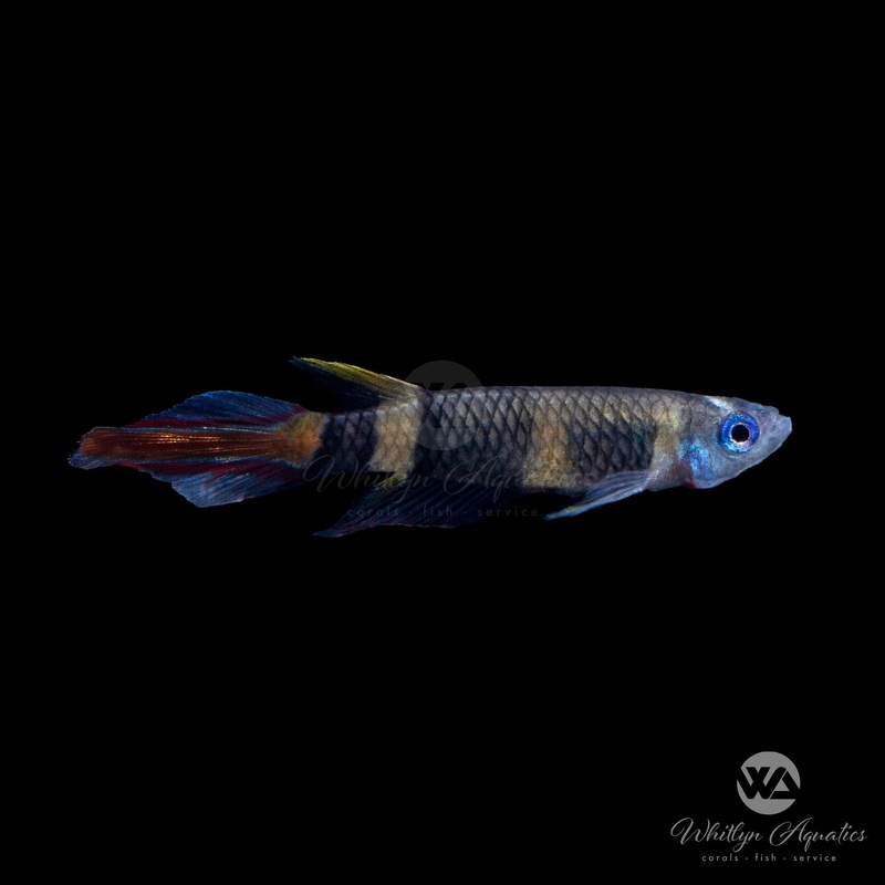 Clown Killifish - Epiplatys annulatus