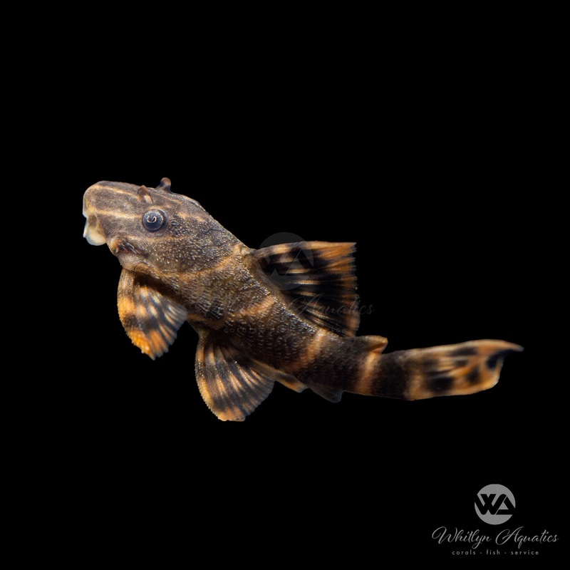 Clown Pleco - L103 - Panaque maccus