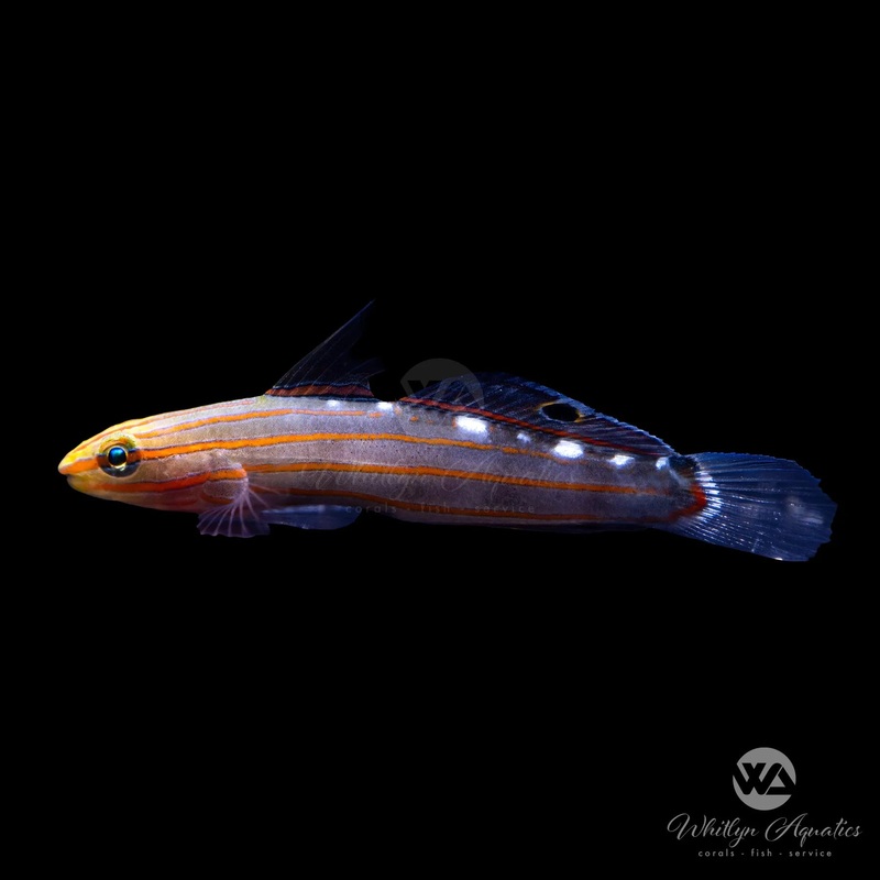 Court Jester Goby - Amblygobius rainfordi