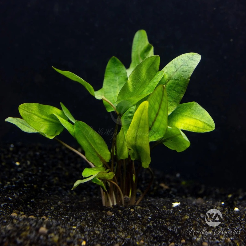 Cryptocoryne wendtii 'Tropica'