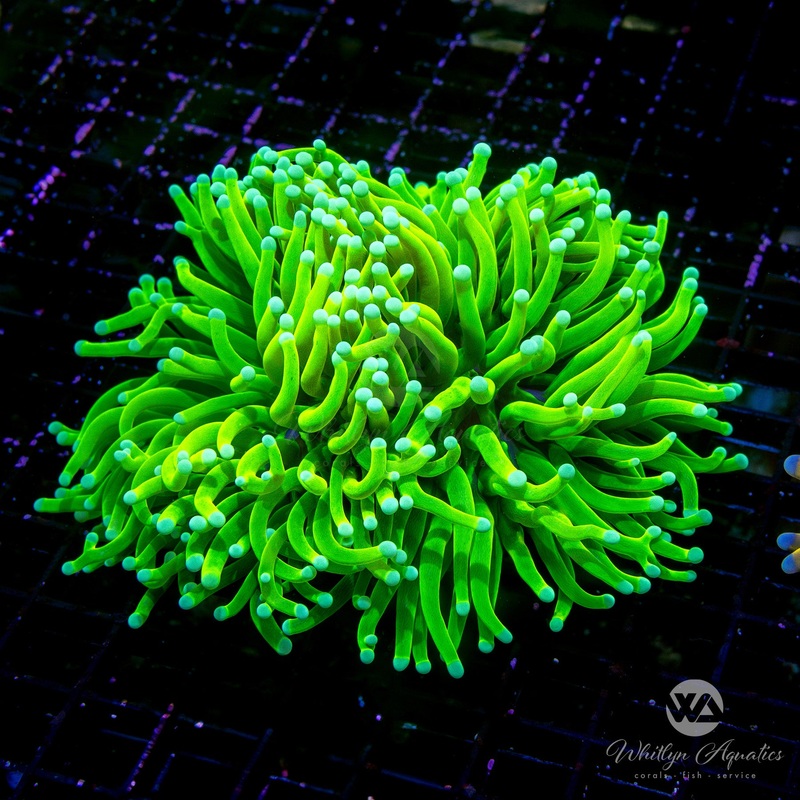 Deep Sea Grail Torch