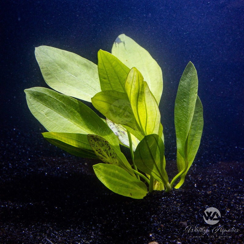 Echinodorus jaguar