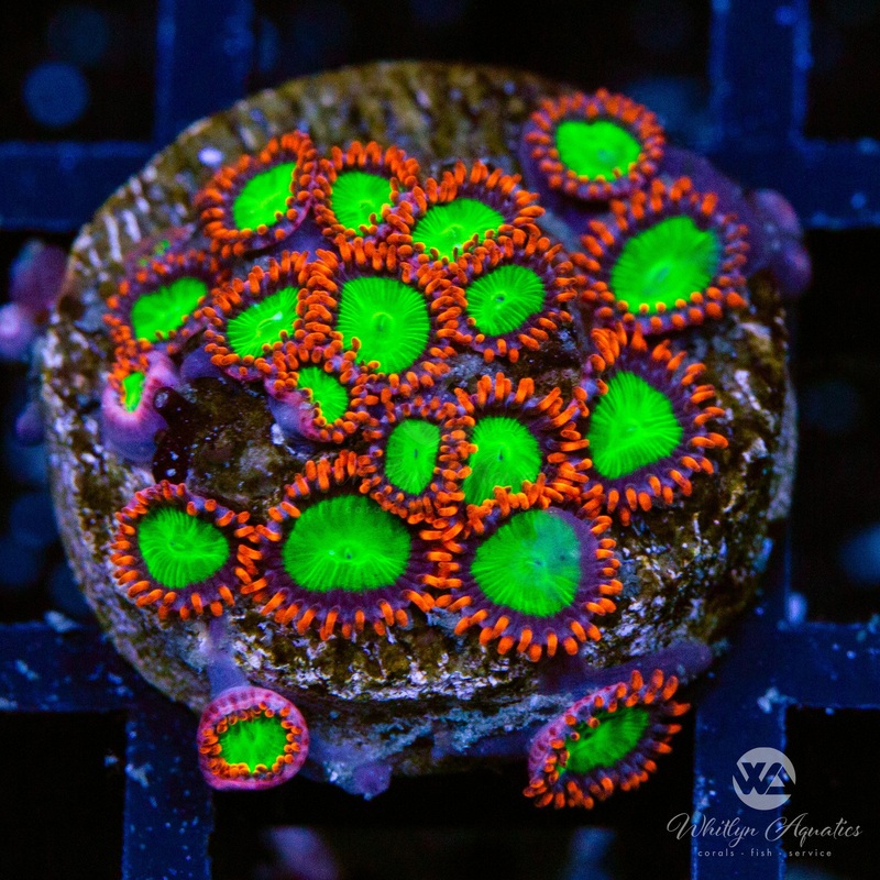 Electric Oompa Loompa Zoanthid (Aquacultured)