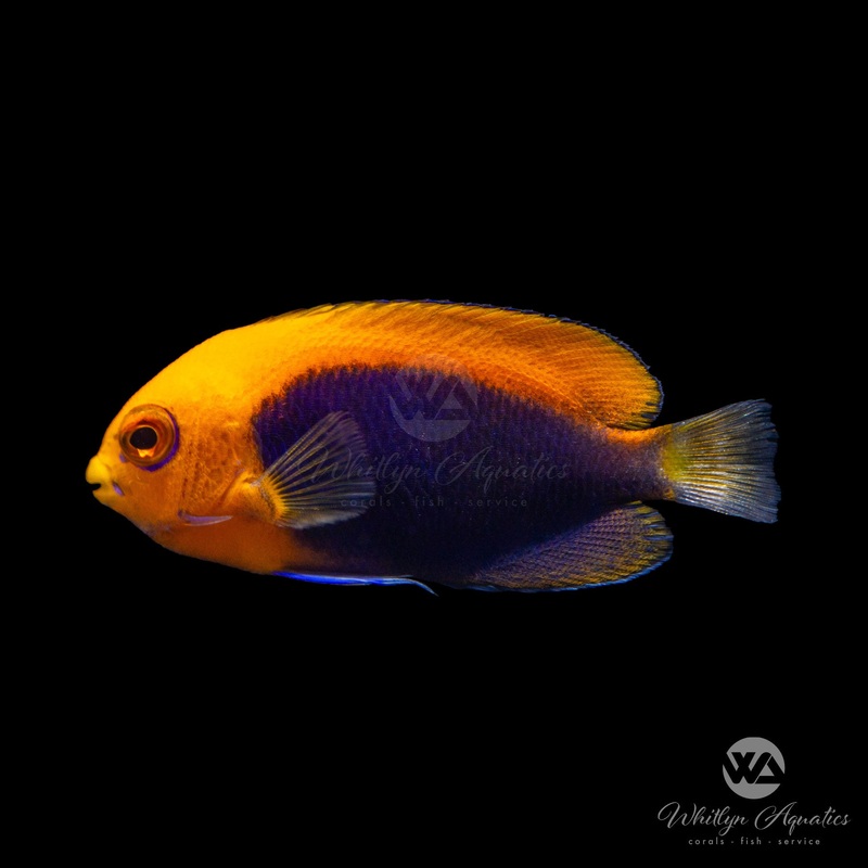 Flameback Angelfish - Centropyge acanthops