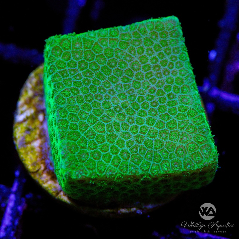 Flash Sale - Green Monti - WYSIWYG