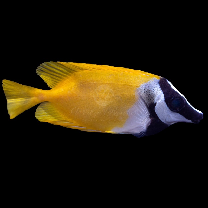 Foxface Lo - Siganus vulpinus