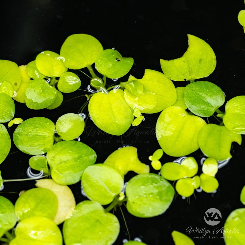 Frogbit - Limnobium laevigatum