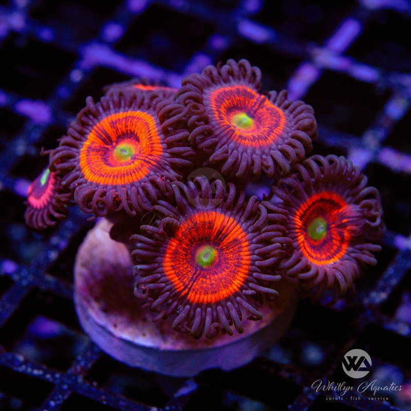 Gobstopper Zoanthids (Aquacultured)