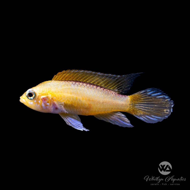 Gold Fire Apisto - Apistogramma agassizii