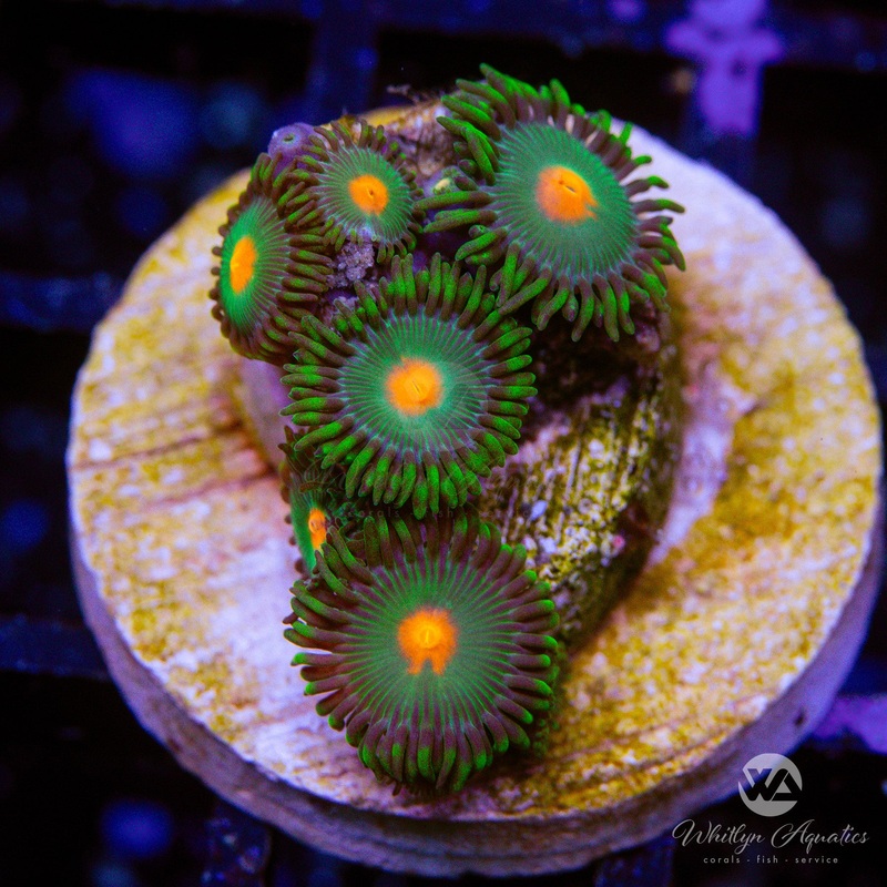 Gorilla Nipples Zoanthid (Aquacultured)