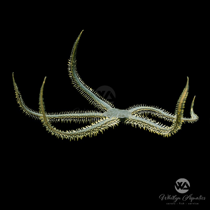 Green Brittle Starfish XL - Ophiocoma spp.
