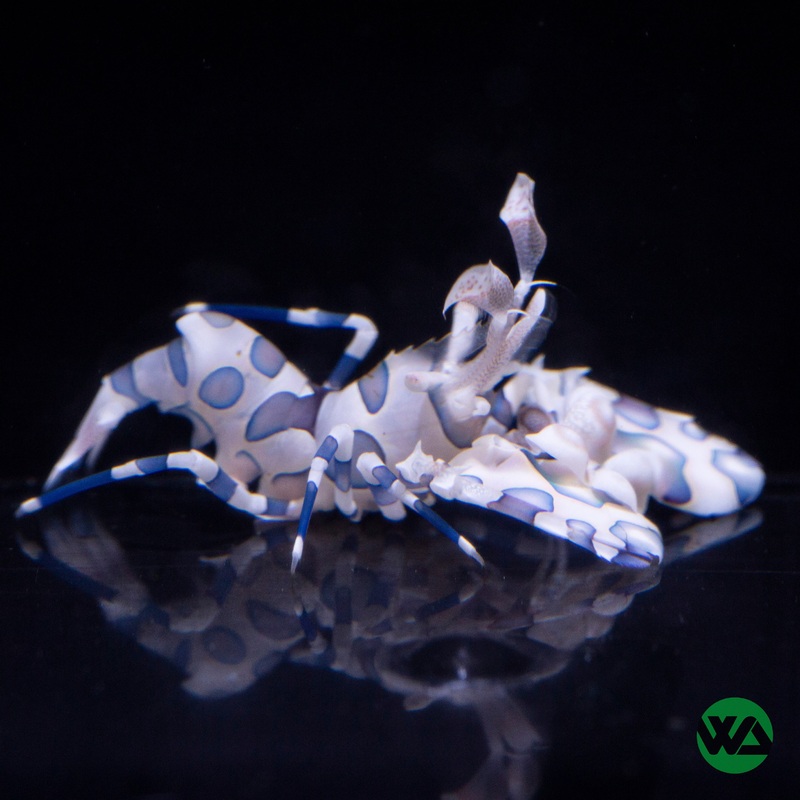 Harlequin Shrimp - Hymenocera picta