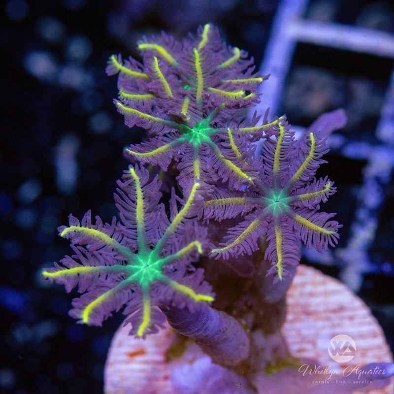 High Voltage Clove Polyp