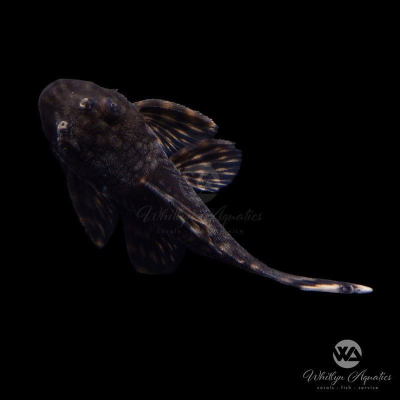 Honeycomb Bristlenose Pleco - Wabenmuster