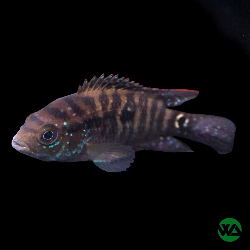 Jack Dempsey - Cichlasoma octofasciatum